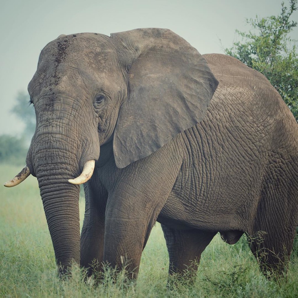 wildlife photography south africa