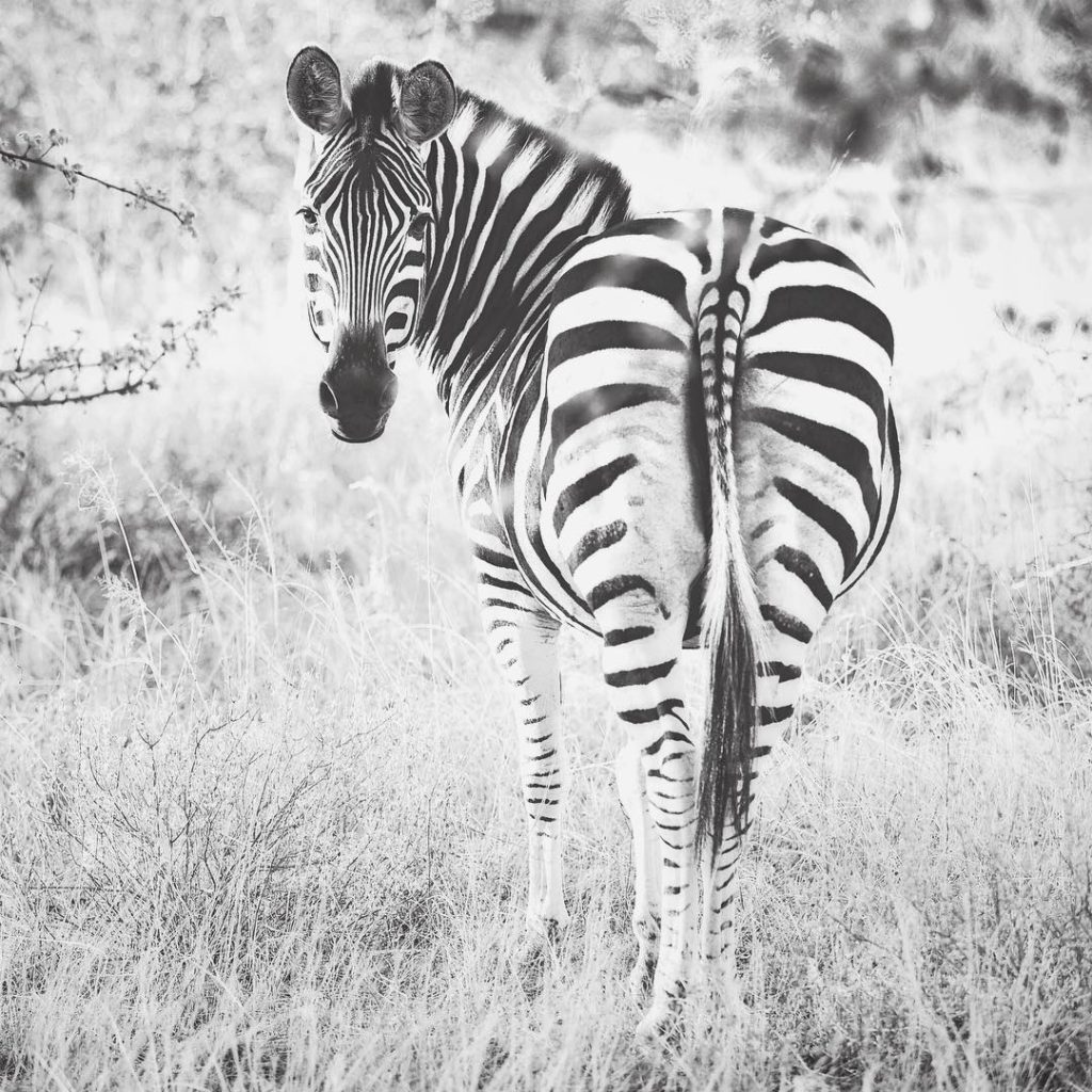 zebra in black and white