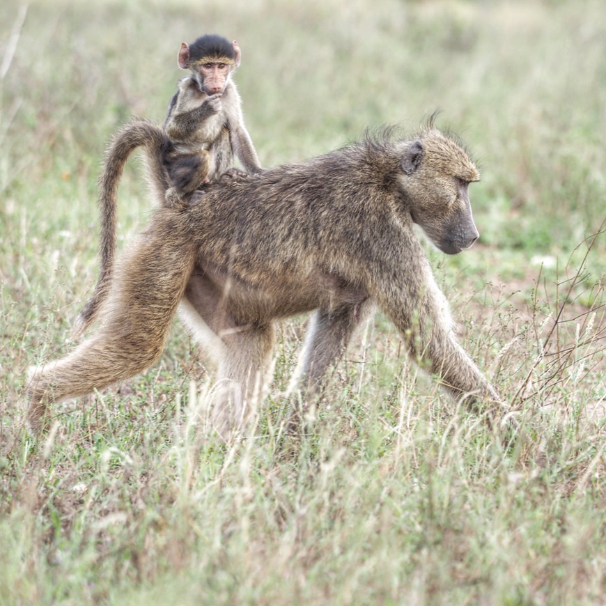 wildlife photography and image licensing by Andrea Rees