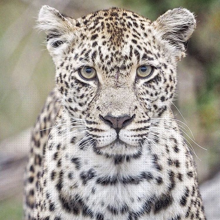 wildlife photography big cats, leopard karula
