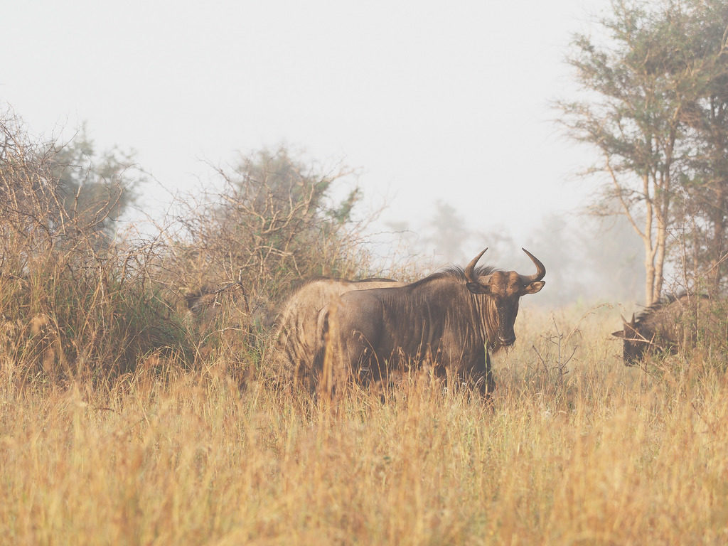wildlife photography courses