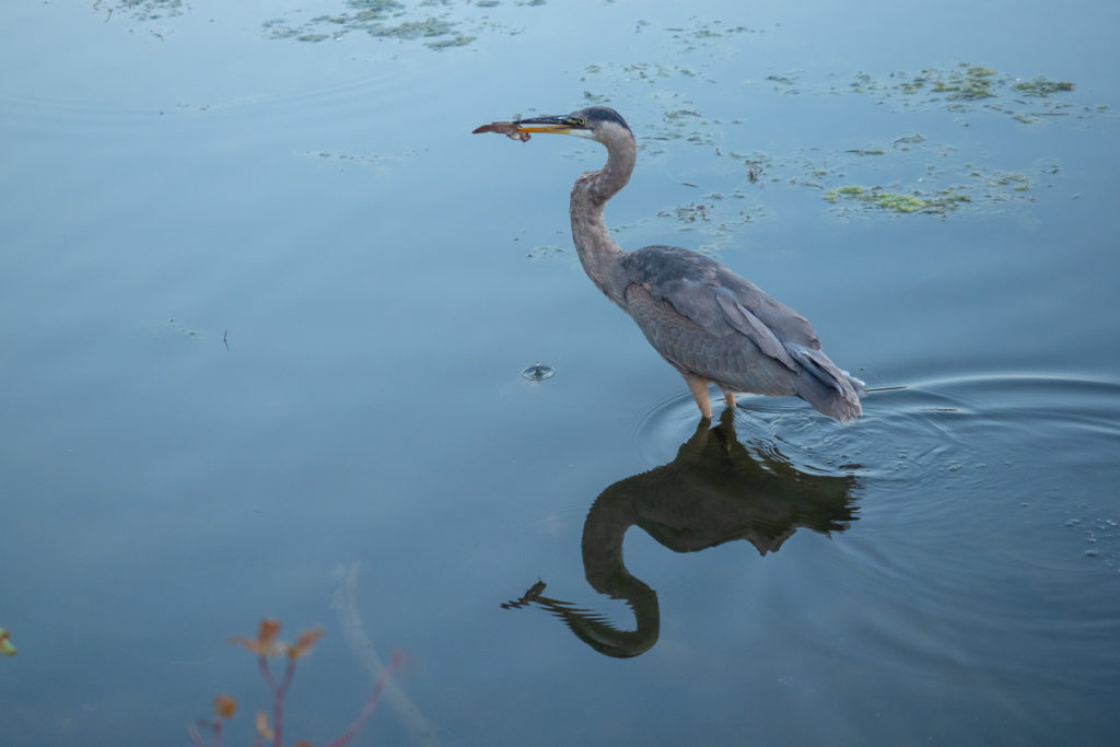 bird photography